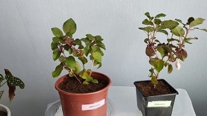 Как прошла зимовка фуксий? Две мои большие ошибки...