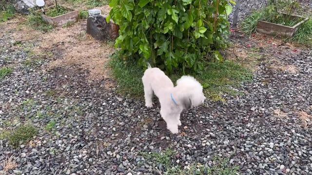 Знакомства Марты и Бусинки прошло без ссоры смотреть онлайн