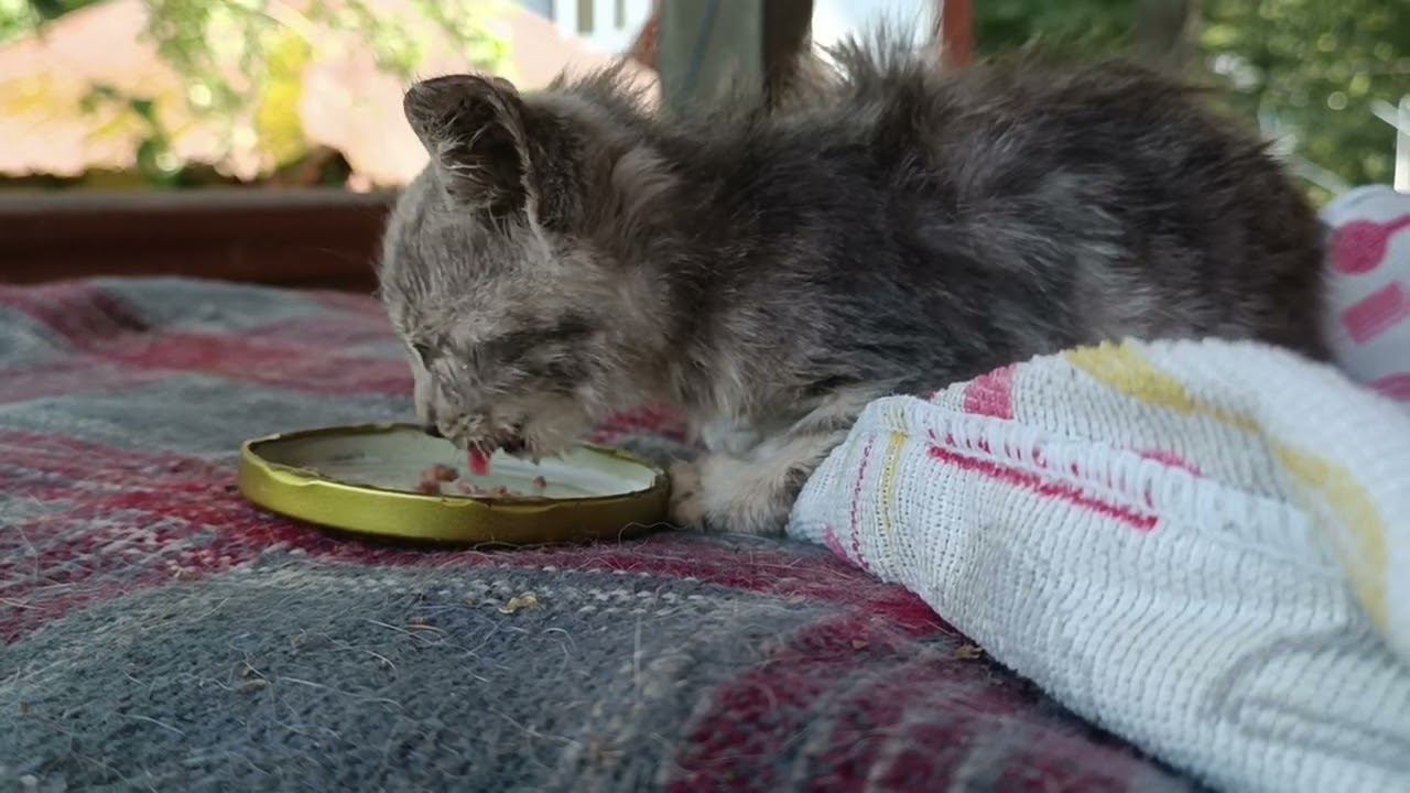 Голодный и слепой. смотреть онлайн