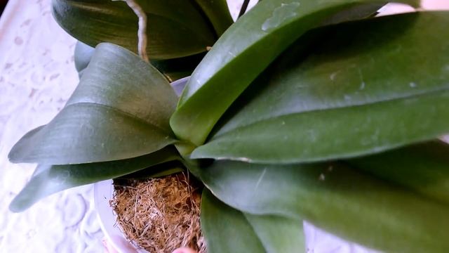 В ТРЕНДЕ - ЧЕСНОК! ЧЕСНОЧНАЯ ВОДА ДЛЯ ОРХИДЕЙ! ПОЛИВ ОРХИДЕЙ ЧЕСНОЧНОЙ ВОДОЙ! #1 смотреть онлайн