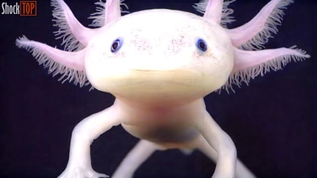 10 ШОКИРУЮЩИХ МЕТОДОВ САМОЗАЩИТЫ ЖИВОТНЫХ
