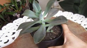 #Suculentadodia! | Graptoveria Fred Ives