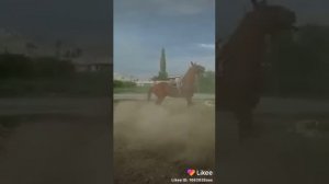 данчак парода
