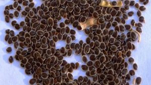 Левкой — посадка и уход в открытом грунте