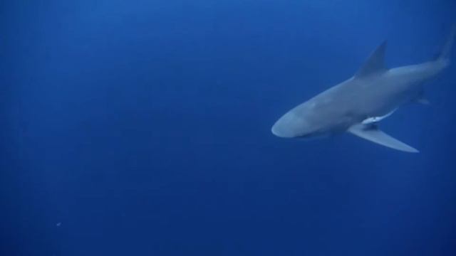 Shark Diving. Protea Banks, South Africa. Baited Dive Clips смотреть онлайн