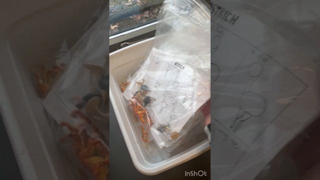 Kindergarten Animal Drawings смотреть онлайн