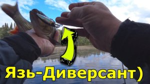 Щука, Кумжа и Язь-Диверсант) Рыбалка в Карелии! Часть 4.