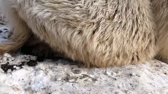 Как спит верблюд?