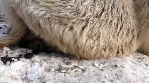 Как спит верблюд?