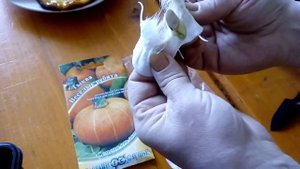 Замоченные семена тыквы Веселые ребята спустя 2 дня, садим на рассаду в землю для более раннего