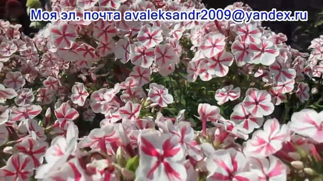 Флокс метельчатый «Twister» Твистер смотреть онлайн