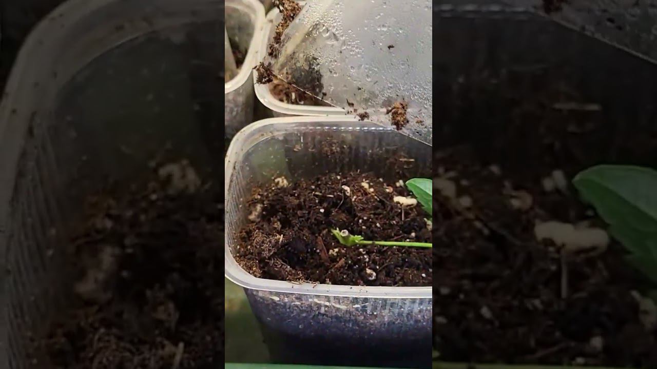 Подготовка к черенкованию клематисов. Саженцы. Спрашивайте каталог в вацапе 89193271772 смотреть онлайн