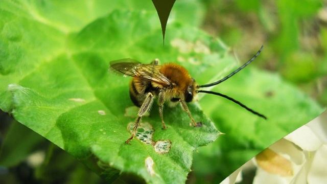 Шмели и Пчелы Заповедника "Галичья Гора" Липецкой области смотреть онлайн