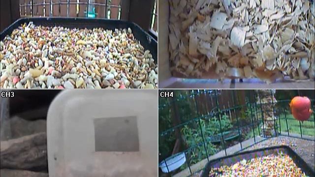 cat stealing tray again.wmv