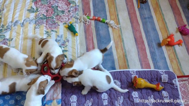 Щенки (1.5 месяца) Джек Рассел терьера КСУ - Новая игрушка смотреть онлайн