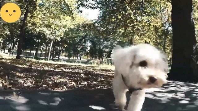 Порода Той ПУДЕЛЬ! Что нужно знать о породе, прежде чем завести щенка! смотреть онлайн