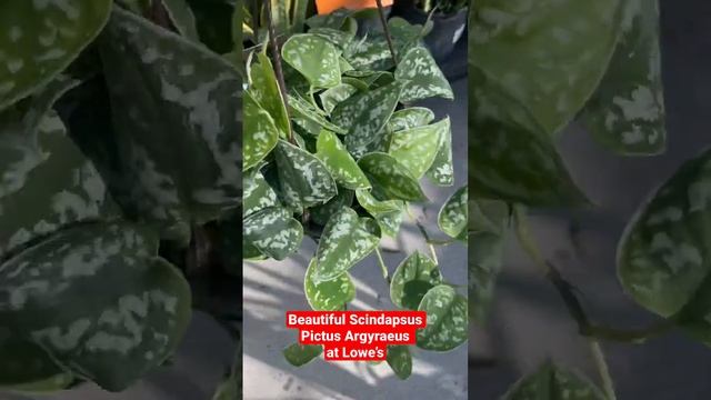 Scindapsus Pictus Argyraeus at Lowe’s Davie, FL. #shorts #plants #plantshopping #houseplants смотреть онлайн