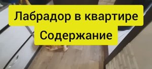 Стоит ли заводить собаку. Лабрадор в квартире