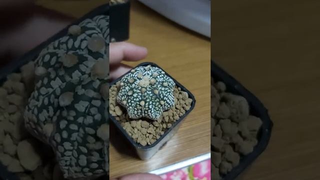 Astrophytum Asterias Super Kabuto Starshape