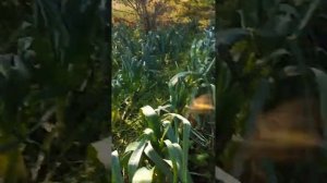 Решили не выкапывать лук-порей, ОСТАВИМ ЕГО НА ЗИМУ В ЗЕМЛЕ