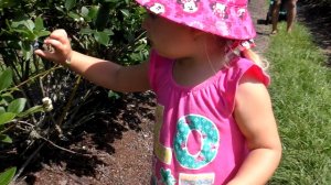 VLOG Едем на Ферму собирать Ягоды для Детей Kids Family Fun Trip to the Farm Children Activities