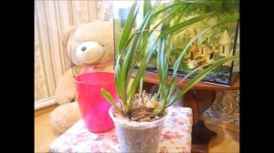 Цимбидиум!! Уход!! При пересадке обнаружила гнилые корни!!