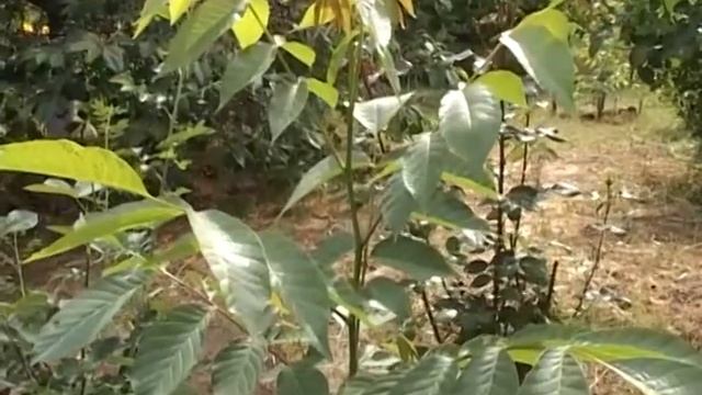 Мой опыт выращивания дерева из косточки. смотреть онлайн