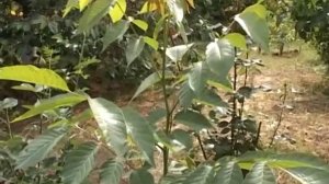 Мой опыт выращивания дерева из косточки.