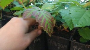 Как правильно хранить рассаду клубники и саженцы ежевики зимой!!!