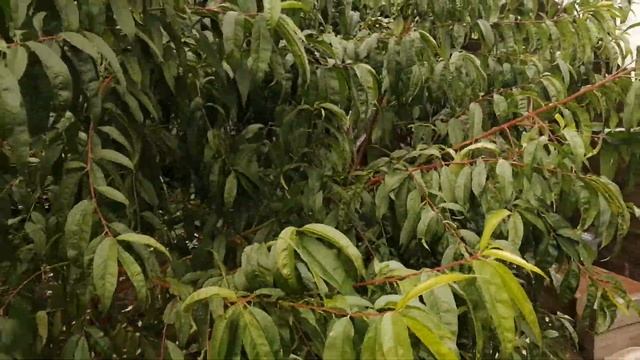 Персики в Сибири. смотреть онлайн