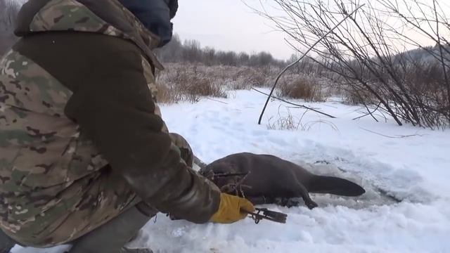 Проверка капканов на бобров. смотреть онлайн