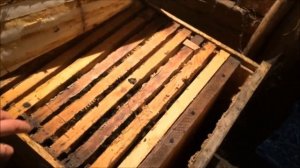 Какое положение клуба в январе? Зимовка пчел в омшанике. Пчелы погнали расплод. Что делать?