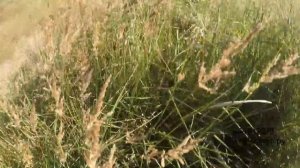 Открытие сезона охоты на утку август с ружьем БЕРЕТТА БЕЛЛМОНТЕ 1