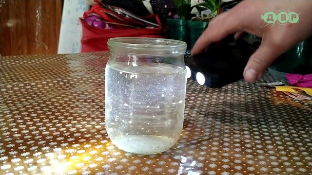 ЛУЧШИЙ ЖИВОЙ КОРМ для аквариумных РЫБОК круглый год ДАФНИЯ! смотреть онлайн