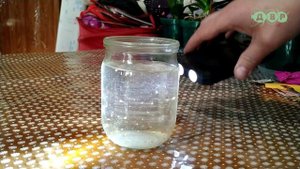 ЛУЧШИЙ ЖИВОЙ КОРМ для аквариумных РЫБОК круглый год ДАФНИЯ!