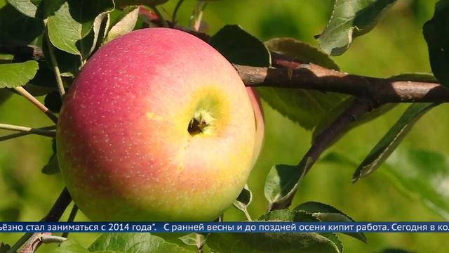 Самые вкусные яблоки в «Сибирском саду Леонтьевых! смотреть онлайн