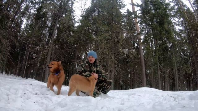 Карело-финская лайка. Финский шпиц. Опыт владения. смотреть онлайн