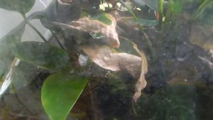 Палюдариум . Немного о растениях.