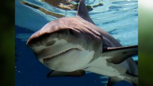 10 ОПАСНЫХ СУЩЕСТВ В РЕКЕ АМАЗОНКА