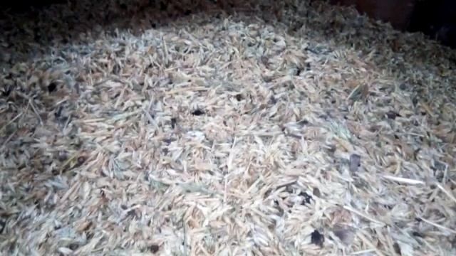 Ларь с отходами у сестры! Сколько привезли отходов? смотреть онлайн