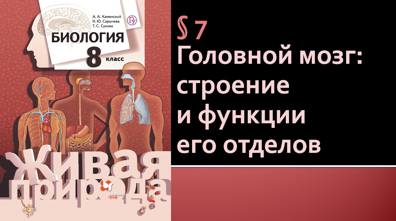 Параграф 7. Головной мозг: строение и функции его отделов