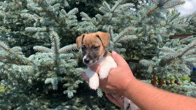Щенок Джек Рассел терьера - Макс смотреть онлайн