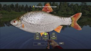 Плотва трофейная 1,5 кг, река Сура, игра Русская рыбалка 4, Russian Fishing 4