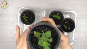 Павловния из семян. Часть 3. Рассаде 2 месяца