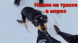 На снежной трассе кто то выкинул на смерть пса! Валеру провожаем в Москву!