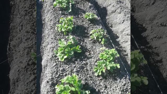 59🍓🥕🌶Пересадила клубнику#Скультивировали огород#Что с малиной второй год? смотреть онлайн