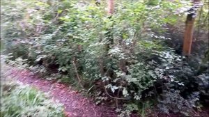 Византийская крепость Хоста место силы тайны и легенды  Тисо - Самшитовая роща большой круг  Сочи