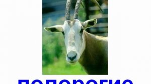 Животные парнокопытные