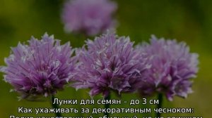 Декоративный чеснок — посадка и уход