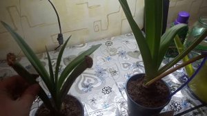 ГИППЕАСТРУМ ПОСЛЕ ЦВЕТЕНИЯ, ПОДКОРМКА